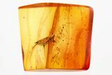 Detailed Fossil Leafhopper (Cicadellidae) In Baltic Amber #367479-1